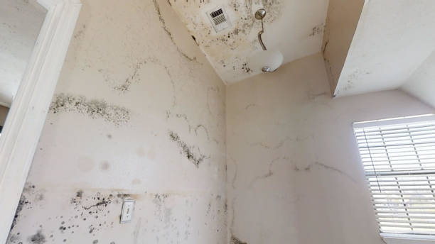 Best Mold Prevention Services  in Queens, NY